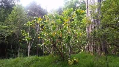 Cordyline fruticosa, photographed by cwarneke