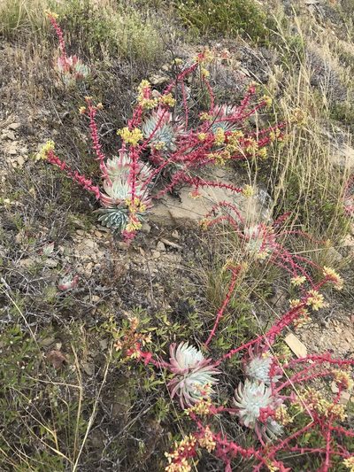 Dudleya candida, photographed by Sula Vanderplank