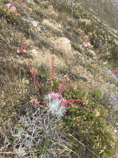 Dudleya candida, photographed by Sula Vanderplank