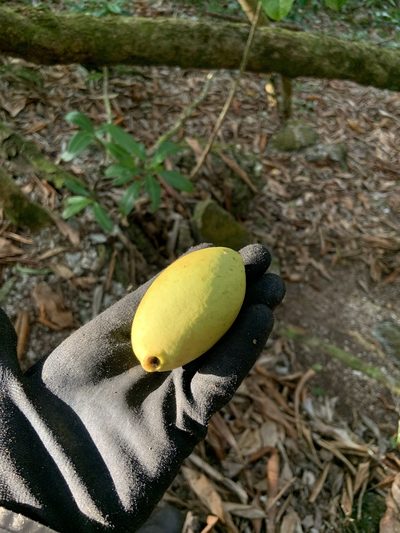 Ochrosia oppositifolia, photographed by Jake Gross