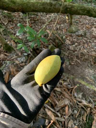 Ochrosia oppositifolia, photographed by Jake Gross