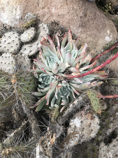 Dudleya candida, photographed by Sula Vanderplank