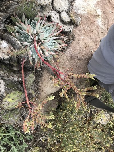 Dudleya candida, photographed by Sula Vanderplank
