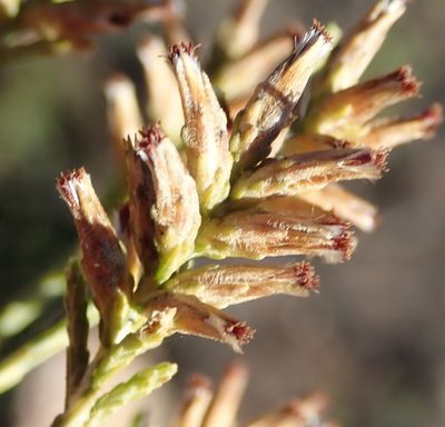 Stoebe gracilis, photographed by Nicola van Berkel