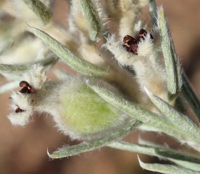 Phylica mundii, photographed by Nicola van Berkel