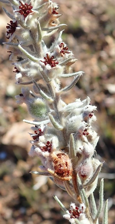 Phylica mundii, photographed by Nicola van Berkel