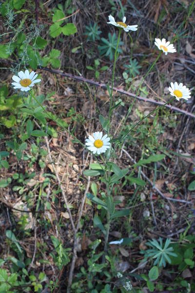 Leucanthemum pallens, photographed by Fabien Piednoir