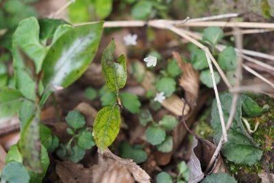 Peracarpa carnosa, photographed by harum.koh