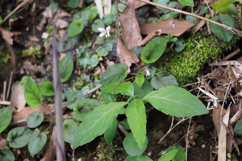 Viola maximowicziana, photographed by harum.koh