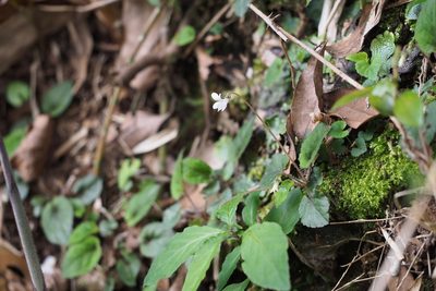 Viola maximowicziana, photographed by harum.koh