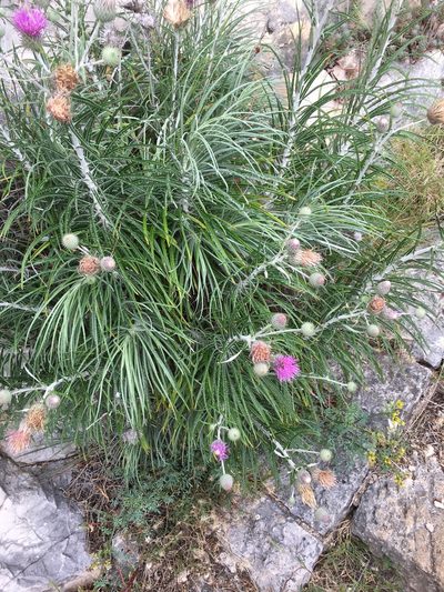Ptilostemon gnaphaloides, photographed by Ryan McMinds