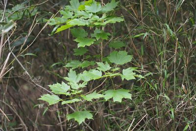 Acer diabolicum, photographed by harum.koh