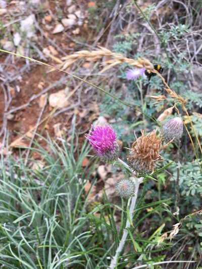 Ptilostemon gnaphaloides, photographed by Ryan McMinds