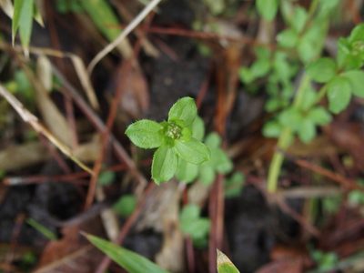 Trichogalium formosense, photographed by Jerome Ko