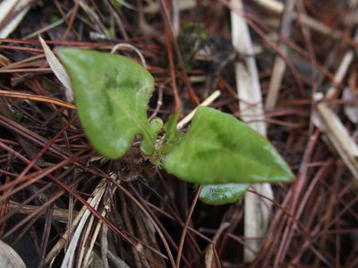 Polygonum runcinatum, photographed by Jerome Ko