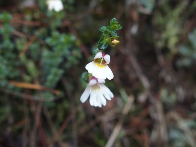 Euphrasia transmorrisonensis, photographed by Jerome Ko