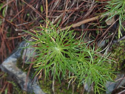 Artemisia morrisonensis, photographed by Jerome Ko