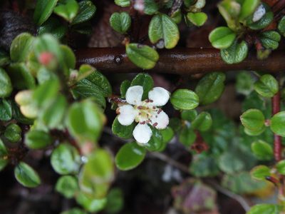 Cotoneaster morrisonensis, photographed by Jerome Ko