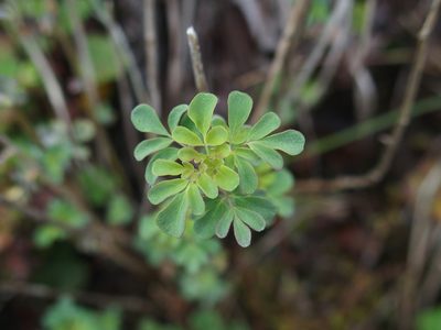 Boenninghausenia albiflora, photographed by Jerome Ko