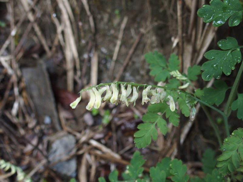 Corydalis ophiocarpa, photographed by Jerome Ko