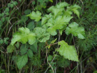 Rubus taitoensis, photographed by Jerome Ko
