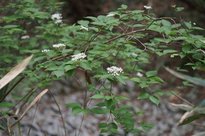 Viburnum erosum, photographed by harum.koh