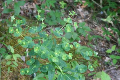 Euphorbia purpurea, photographed by runcator