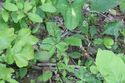 Sanicula smallii, photographed by runcator