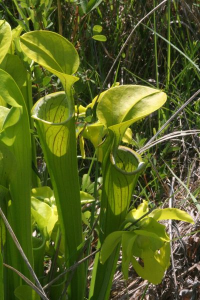 Sarracenia oreophila, photographed by runcator