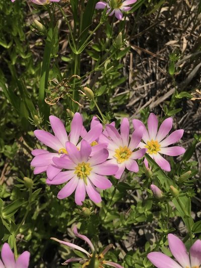 Sabatia dodecandra, photographed by Brandon Corder