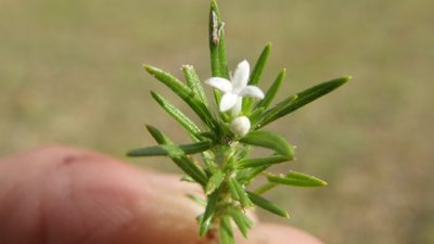 Crusea simplex, photographed by Carlos Martorell