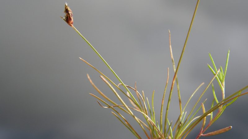 Bulbostylis tenuifolia, photographed by Carlos Martorell