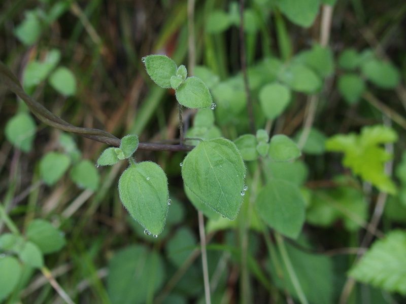 Codonopsis kawakamii, photographed by Jerome Ko
