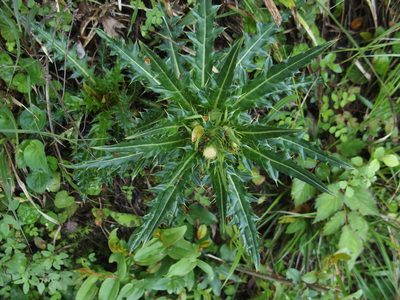 Cirsium arisanense, photographed by Jerome Ko