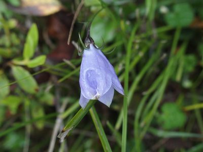 Adenophora morrisonensis, photographed by Jerome Ko