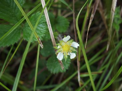 Fragaria hayatae, photographed by Jerome Ko