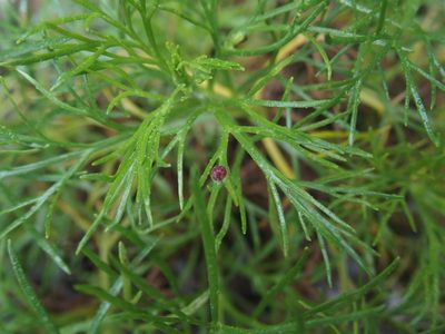 Artemisia morrisonensis, photographed by Jerome Ko