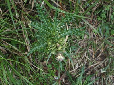 Cirsium arisanense, photographed by Jerome Ko