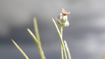 Plantago nivea, photographed by Carlos Martorell