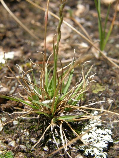 Tripogonella spicata, photographed by Carlos Martorell