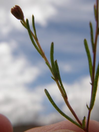 Thymophylla aurantiaca, photographed by Carlos Martorell