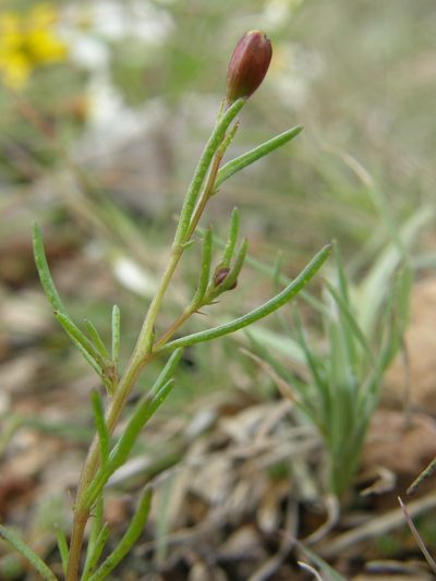 Thymophylla aurantiaca, photographed by Carlos Martorell