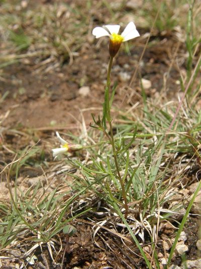 Thymophylla aurantiaca, photographed by Carlos Martorell