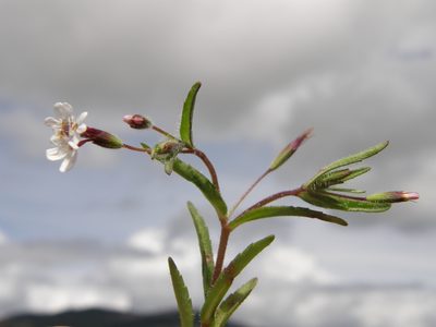 Stevia ephemera, photographed by Carlos Martorell