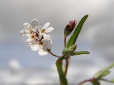 Stevia ephemera, photographed by Carlos Martorell