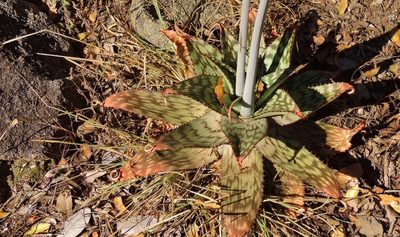 Aloe greatheadii, photographed by i_c_riddell
