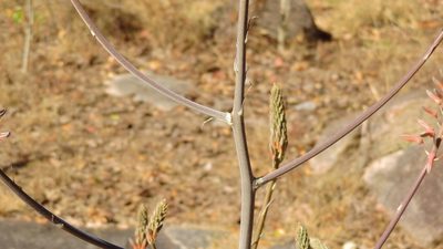 Aloe greatheadii, photographed by i_c_riddell