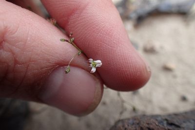 Nemacladus orientalis, photographed by Martin Purdy