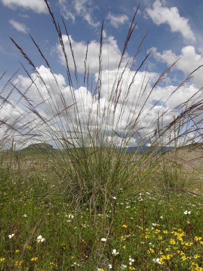 Muhlenbergia rigida, photographed by Carlos Martorell