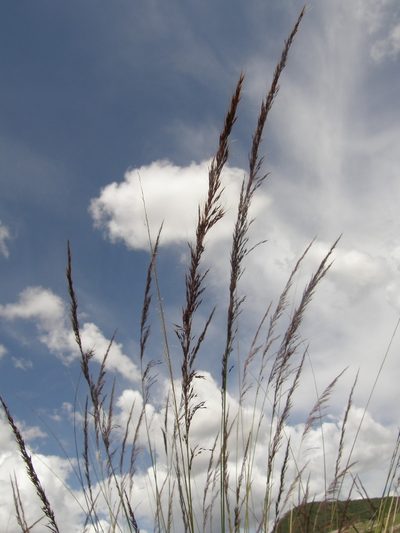 Muhlenbergia rigida, photographed by Carlos Martorell